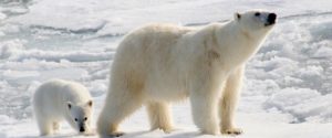 Mother Polar Bear and Cub